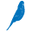 Budgysmuggler logo